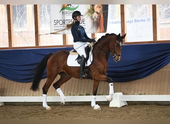 Westphalian, Mare, 6 years, 16,1 hh, Brown