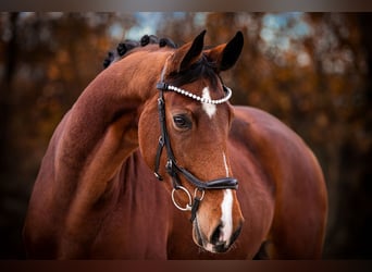 Westphalian, Mare, 6 years, 16.1 hh, Brown