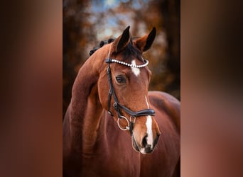 Westphalian, Mare, 6 years, 16,1 hh, Brown