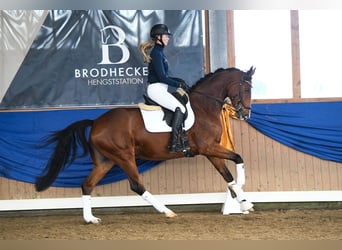 Westphalian, Mare, 6 years, 16.1 hh, Brown