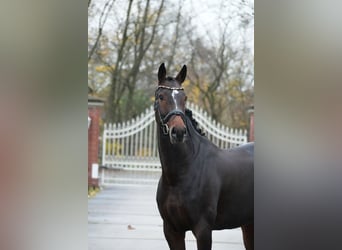 Westphalian, Mare, 6 years, 16.1 hh, Brown