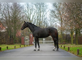 Westphalian, Mare, 6 years, 16.1 hh, Brown