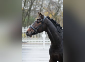 Westphalian, Mare, 6 years, 16.1 hh, Brown