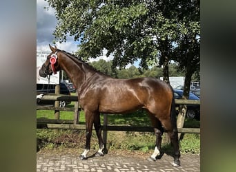 Westphalian, Mare, 6 years, 16.1 hh, Brown