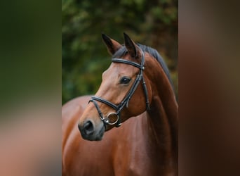 Westphalian, Mare, 6 years, 16.1 hh, Brown