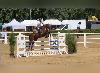 Westphalian, Mare, 6 years, 16.1 hh, Brown