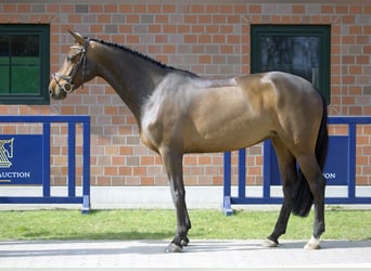 Westphalian, Mare, 6 years, 16.1 hh, Brown
