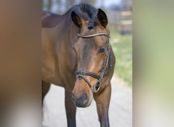 Westphalian, Mare, 6 years, 16.1 hh, Brown
