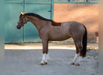 Westphalian, Mare, 6 years, 16.1 hh, Chestnut-Red