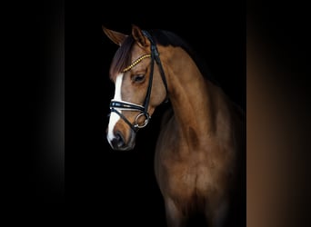 Westphalian, Mare, 6 years, 16.1 hh, Chestnut-Red