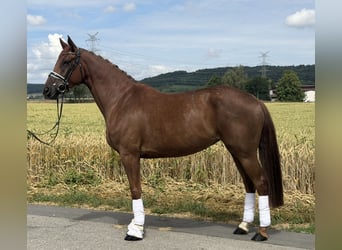 Westphalian, Mare, 6 years, 16.1 hh, Chestnut-Red