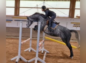 Westphalian, Mare, 6 years, 16.1 hh, Grey-Dapple
