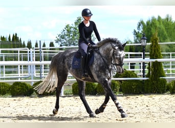 Westphalian, Mare, 6 years, 16.1 hh, Grey-Dark-Tan