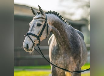 Westphalian, Mare, 6 years, 16.1 hh, Grey