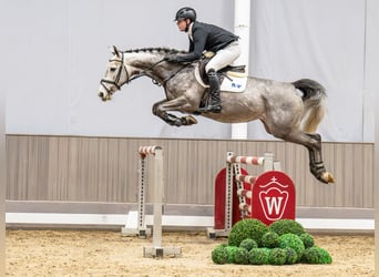 Westphalian, Mare, 6 years, 16.1 hh, Grey