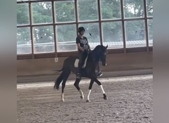 Westphalian, Mare, 6 years, 16.2 hh, Bay-Dark