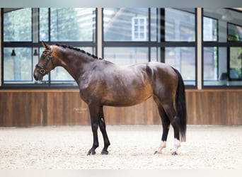 Westphalian, Mare, 6 years, 16,2 hh, Brown