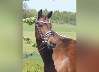 Westphalian, Mare, 6 years, 16.2 hh, Brown