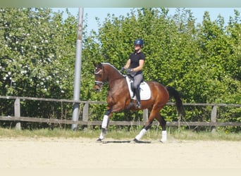 Westphalian, Mare, 6 years, 16.2 hh, Brown
