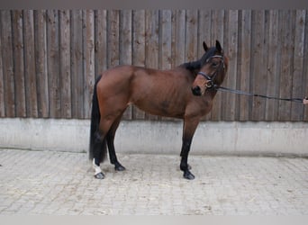 Westphalian, Mare, 6 years, 16,2 hh, Brown