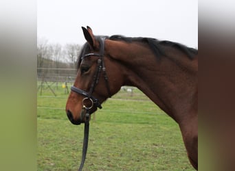 Westphalian, Mare, 6 years, 16,2 hh, Brown