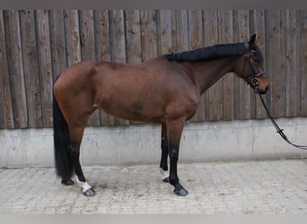 Westphalian, Mare, 6 years, 16,2 hh, Brown