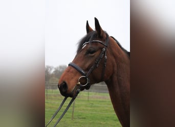 Westphalian, Mare, 6 years, 16,2 hh, Brown