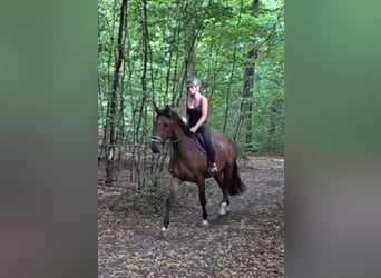 Westphalian, Mare, 6 years, 16.2 hh, Brown Westphalian, Mare, 6 years, 16.2 hh, Brown