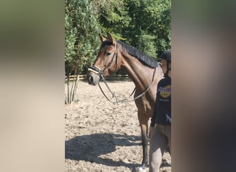 Westphalian, Mare, 6 years, 16.2 hh, Brown Westphalian, Mare, 6 years, 16.2 hh, Brown
