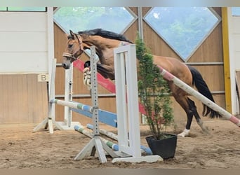 Westphalian, Mare, 6 years, 16.2 hh, Brown Westphalian, Mare, 6 years, 16.2 hh, Brown