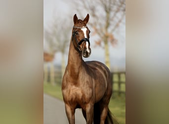 Westphalian, Mare, 6 years, 16,2 hh, Chestnut