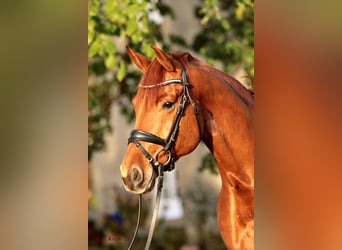 Westphalian, Mare, 6 years, 16.2 hh, Chestnut-Red