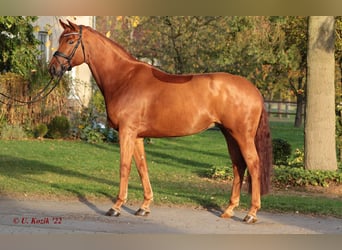 Westphalian, Mare, 6 years, 16.2 hh, Chestnut-Red