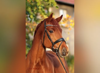 Westphalian, Mare, 6 years, 16.2 hh, Chestnut-Red