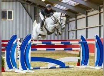 Westphalian, Mare, 6 years, 16,2 hh, Gray