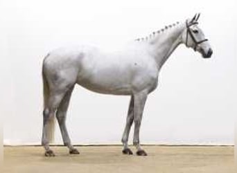 Westphalian, Mare, 6 years, 16,2 hh, Gray