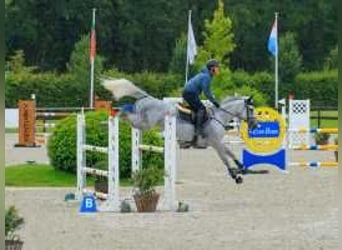 Westphalian, Mare, 6 years, 16,2 hh, Gray