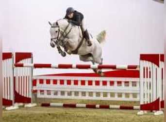 Westphalian, Mare, 6 years, 16,2 hh, Gray