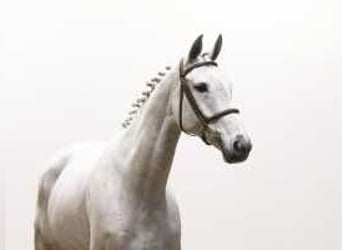 Westphalian, Mare, 6 years, 16,2 hh, Gray