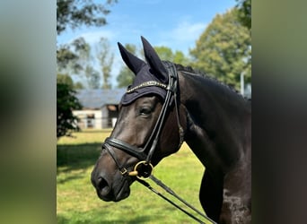 Westphalian, Mare, 6 years, 16,3 hh, Bay-Dark