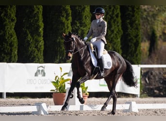 Westphalian, Mare, 6 years, 16.3 hh, Bay-Dark