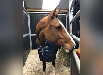 Westphalian, Mare, 6 years, 16,3 hh, Brown