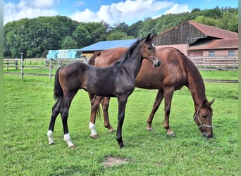 Westphalian, Mare, 6 years, 16.3 hh, Chestnut-Red
