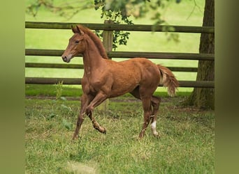 Westphalian, Mare, 6 years, 16.3 hh, Chestnut-Red
