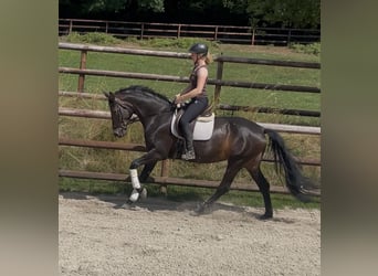Westphalian, Mare, 6 years, 16.3 hh