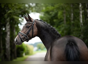 Westphalian, Mare, 6 years, 16 hh, Bay-Dark