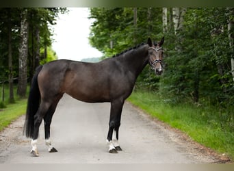 Westphalian, Mare, 6 years, 16 hh, Bay-Dark