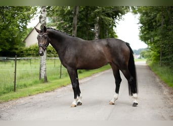 Westphalian, Mare, 6 years, 16 hh, Bay-Dark