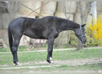 Westphalian, Mare, 6 years, 16 hh, Black