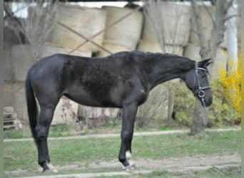Westphalian, Mare, 6 years, 16 hh, Black